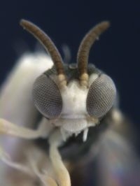 Nieuwe soort sluipwesp (Kollasmosoma sentum) die op mieren parasiteert (foto: NCB Naturalis)