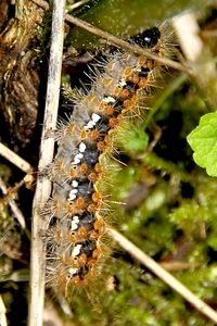 Rups spaanse vlag (foto: Michiel Wallis de Vries)