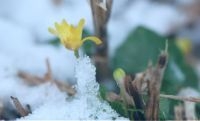 Speenkruid in de sneeuw (foto: Wout van der Slikke)