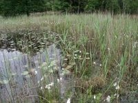Habitat van de speerwaterjuffer (foto: Tim termaat)
