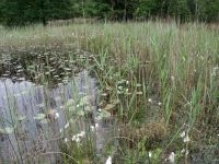 Habitat van de speerwaterjuffer (foto: Tim termaat)