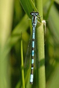 Speerwaterjuffer blijft een zorgenkindje (foto: Ria Vogels)