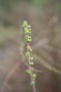 Bloemen van spierstruik (Spiraea cinerea) worden al zichtbaar (foto: De Tuinen van Appeltern)