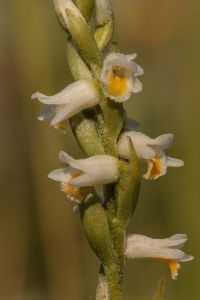 Spiranthes lucida; detail bloeiwijze (foto: Rien Schot)