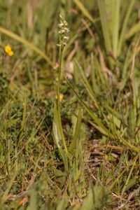 Spiranthes lucida; habitus (foto: Rien Schot)