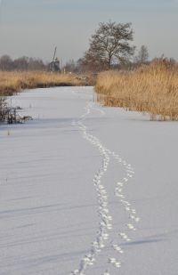 Ottersporen op het ijs (foto: Bram Houben)