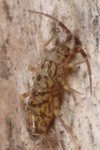 De springstaart Orchesella flavescens (foto: Roy Kleukers)