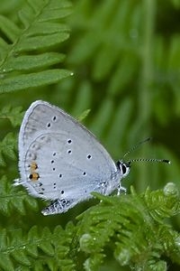 Staartblauwtje, te herkennen aan de staartjes en de oranje vlekjes (foto: Kars Veling)