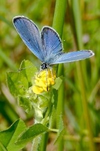 Op tien plekken zijn dit jaar al staartblauwtjes gezien (foto: Kars Veling)