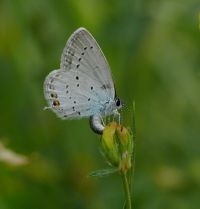 Eiafleggend Staartblauwtje, te herkennen aan het typische staartje aan de achtervleugel (foto: Marc Herremans)