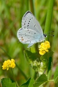 De twee oranje vlekjes en het staartje zijn kenmerkend voor het staartblauwtje (foto: Kars Veling)