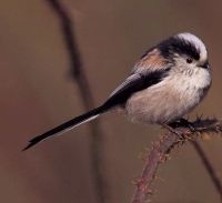 ’Gewone’ staartmees (foto: IVN Vecht en Plassengebied)