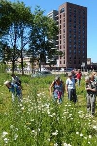 Ook in het stedelijk gebied gaan veel soorten achteruit, maar hier liggen wel goede kansen voor herstel (foto: Kars Veling)