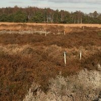 Proefvlakken op de Strabrechtse Heide (foto: Maaike Weijters)