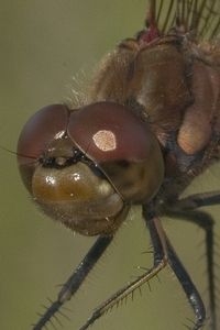 Steenrode heidelibel met hangsnor (foto: Kars Veling)