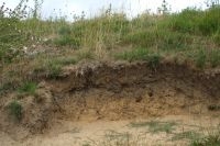 Steilwand met nestgaten van wilde bijen (foto: Theo Peeters)