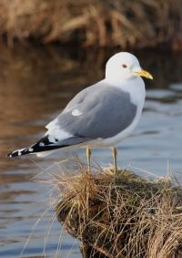 Stormmeeuw (foto: Donna A. Dewhurst, U.S. Fish and Wildlife Service)