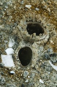 Strandgapers voeden zich door, via een sifon, water aan te zuigen en te filteren. Mogelijk worden zo ook kankercellen overgedragen en opgenomen (foto: Peter H van Bragt)