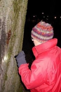 Controleren van de stroopplekken (foto: Kars Veling)