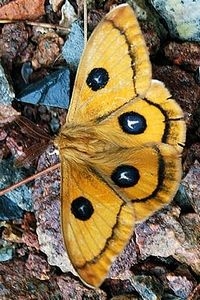 Vliegend vallen de zwarte stippen niet erg op en lijkt het mannetje op een grote oranje dagvlinder (foto: Roos Klok)