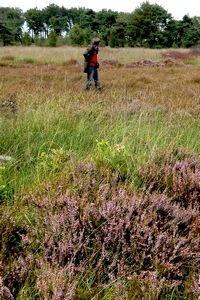 Vlinders en/of sprinkhanen tellen op de heide (foto: Kars Veling)