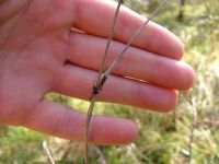 Teken zitten in hinderlaag op een grasspriet (foto: Harry Weerman)