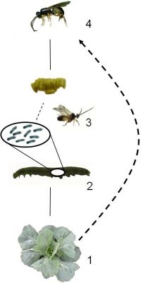 Koolplanten (1) worden aangevreten door rupsen van koolwitjes (2) die op hun beurt worden geparasiteerd door sluipwespen (3). Hyperparasitoiden (4) leggen hun eitjes in de poppen van sluipwespen. Deze hyperparasitoiden vinden de poppen van sluipwespen door de planten geuren die vrijkomen bij vraatschade van geparasiteerde rupsen. (figuur: Erik Poelman)