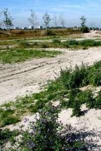 Veel planten en dieren voelen zich prima thuis in tijdelijke natuur (foto: Kars Veling)