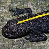 Italiaanse kamsalamander (foto: Sergé Bogaerts)