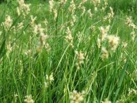 Bijzondere trilgraszegge in het nieuwe natuurgebied bij Vijlenerbos (foto: Patrick van den Burg, FREE Nature)