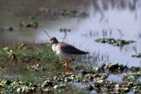 Zwarte ruiter (foto: Saxifraga-Janus Verkerk)