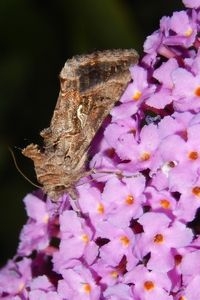 Gamma-uil is een van de meest voorkomende nachtvlinders op vlinderstruiken (foto: Kars Veling)