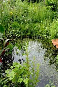 Ook in een wat kleinere tuinvijver kan blauwe glazenmaker zich voortplanten (foto: Kars Veling)