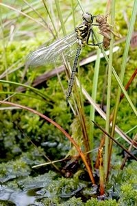 Een net uitgeslopen hoogveenglanslibel in het Meddose Veen (foto: Rob Felix)