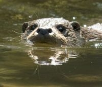 Otter (foto: Hugh Jansman, Alterra)
