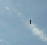 De Vale Gier boven Boortmeerbeek op 16 juni (Foto: Guido Meulenijzer)