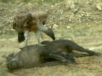 Vale gier op dood wild zwijn (foto: ARK)