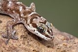 Van Sons gekko (foto: Jelger Herder)