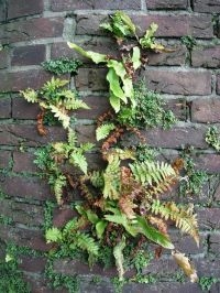 Een Delftse kademuur met Muurvaren, Mannetjesvaren en Tongvaren. Foto: Raymond van der Ham