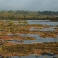 Plassen in intact hoogveen in Estland (foto: Gert-Jan van Duinen)