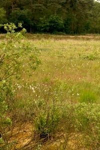 Een veentje bewoond door veenbesblauwtjes (foto: Kars Veling)