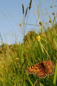 Veldparelmoervlinder op de Bemelerberg (foto: Henk Heijligers)