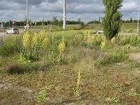 Vlokkige toortsen (foto: Thea Spruijt)