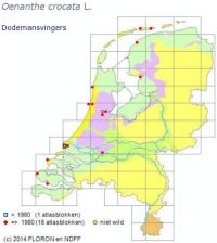 De verspreiding van Dodemansvingers (foto: NDFF en FLORON)