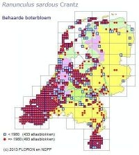 De verspreiding van Behaarde boterbloem in Nederland (bron: FLORON, NDFF)