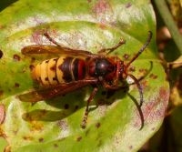 Mannetje Hoornaar, niet te verwarren met de Aziatische hoornaar (foto: Jelle Devalez)