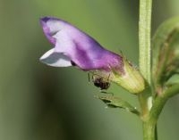 Bloem Bithynische wikke (foto: Peter Meininger)