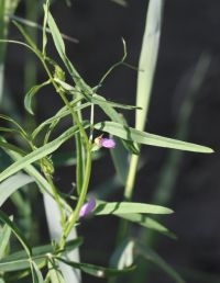 Habitus Bithynische wikke (foto: Peter Meininger)