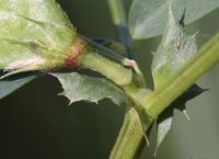Schutblaadjes Bithynische wikke (foto: Peter Meininger)