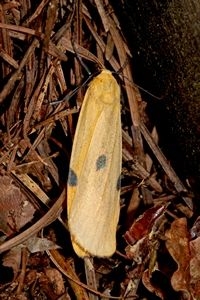 Vrouwtje viervlakvlinder (foto: Kars Veling)